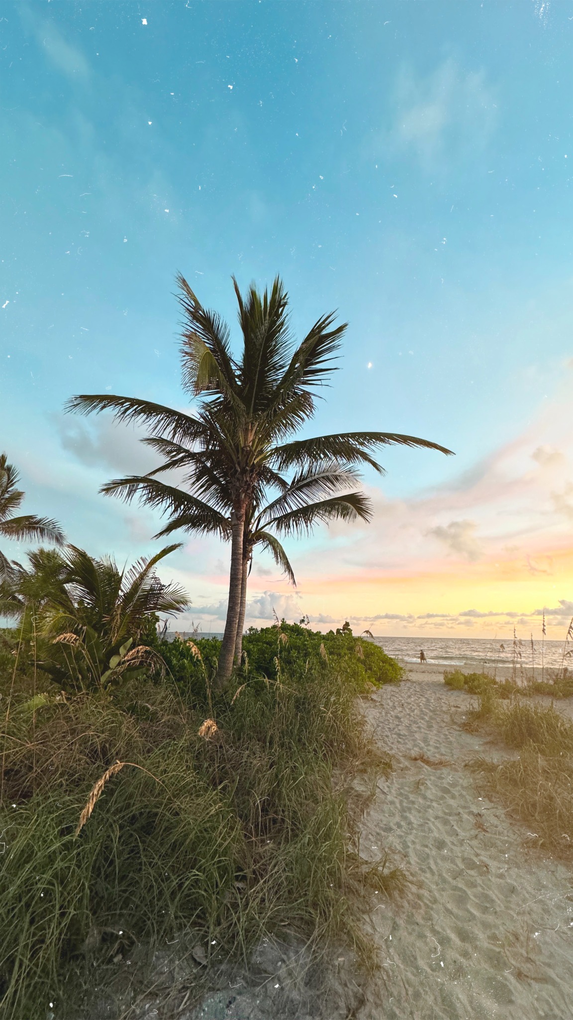 Palm tree by the beach at sunset