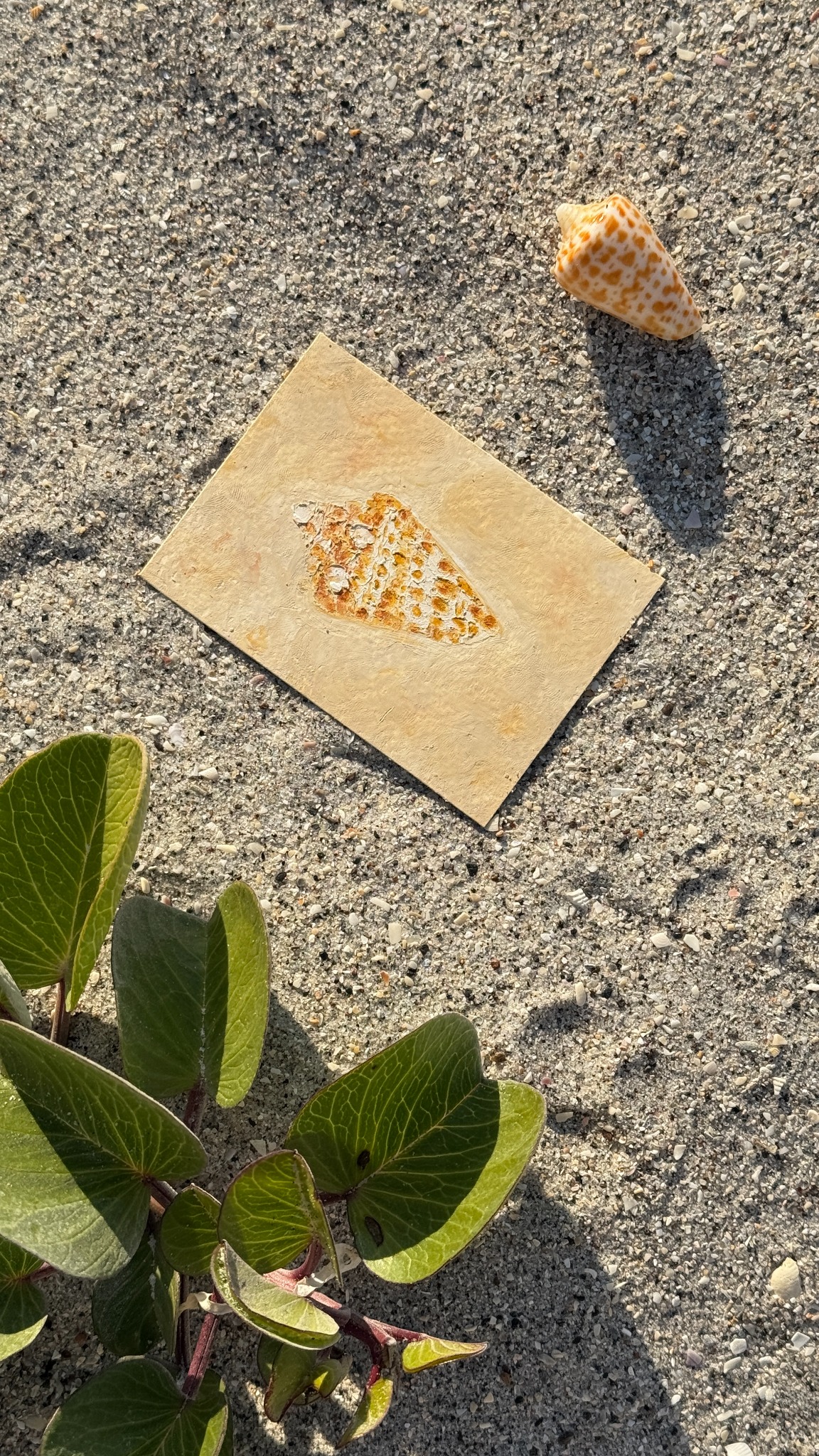 Postcard detail